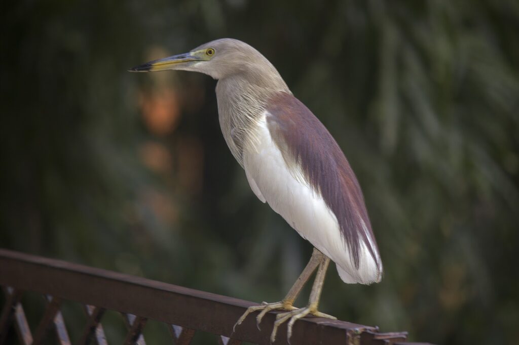 Bird Sitting ( Goa )
